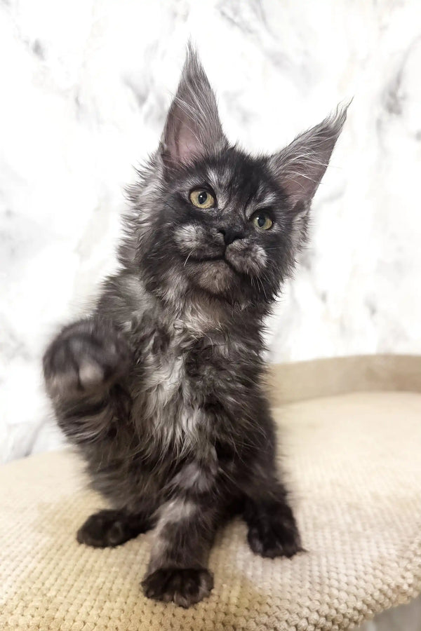 Gray and black Maine Coon kitten looking adorable in Prints Maine Coon Kitten product