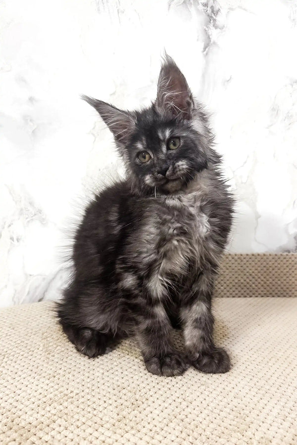 Cute Gray and Black Maine Coon Kitten featured in Prints | Maine Coon Kitten collection