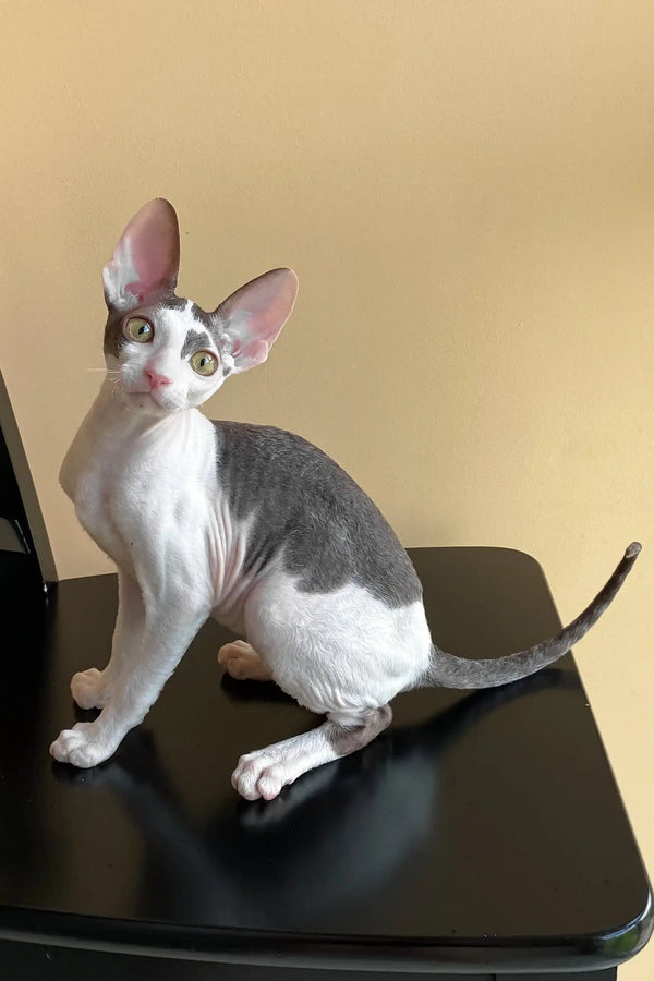 Prokhor | cornish rex kitten