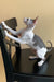 Prokhor | cornish rex kitten