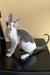 Prokhor | cornish rex kitten