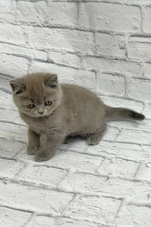 Cattery Russian Blue Near Me Cattery Kittens British Blue