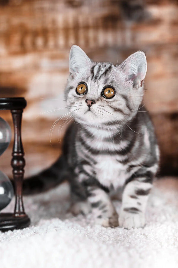 Prosha | scottish straight kitten