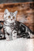 Prosha | scottish straight kitten