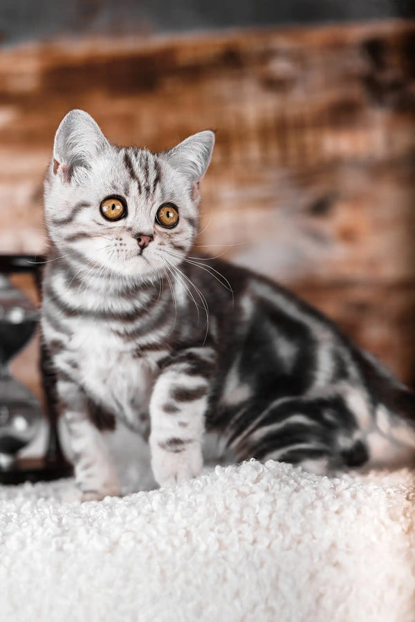 Prosha | scottish straight kitten