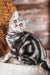 Prosha | scottish straight kitten