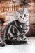 Prosha | scottish straight kitten