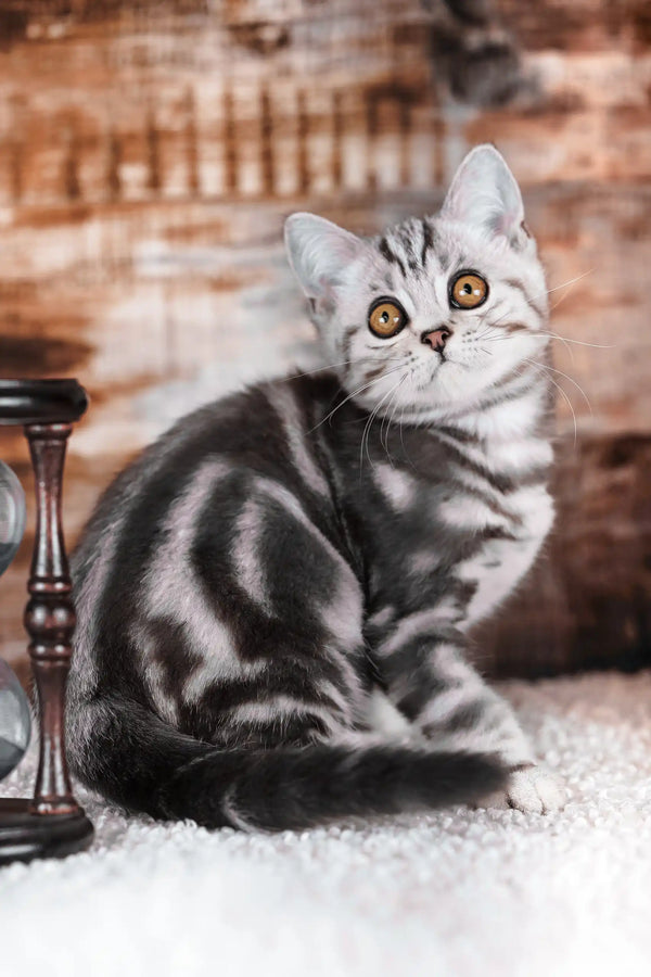 Prosha | scottish straight kitten