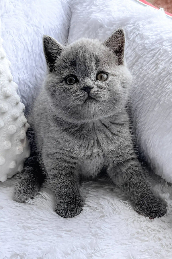 Puddy | british shorthair kitten