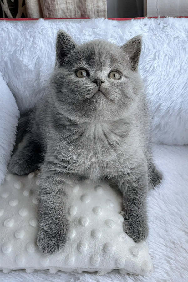 Puddy | british shorthair kitten