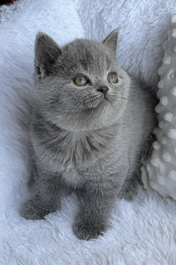 Puddy | british shorthair kitten