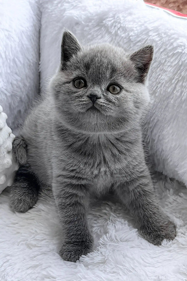 Puddy | british shorthair kitten