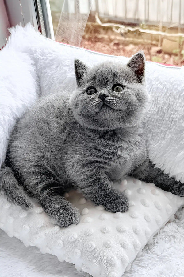 Puddy | british shorthair kitten