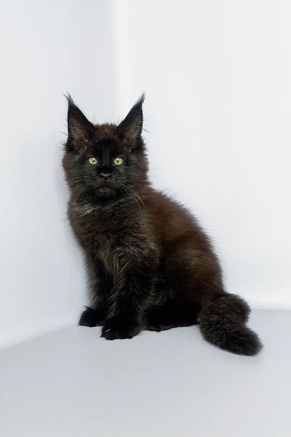 Adorable Black Maine Coon kitten with fluffy fur and bright green eyes, Puffy