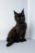 Black Maine Coon kitten with fluffy fur and cute pointed ears from Puffy