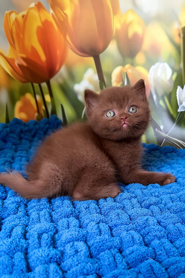 Pufic | british shorthair kitten