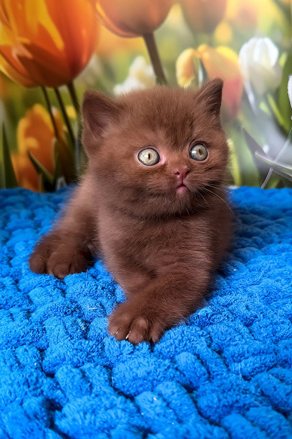 Pufic | british shorthair kitten