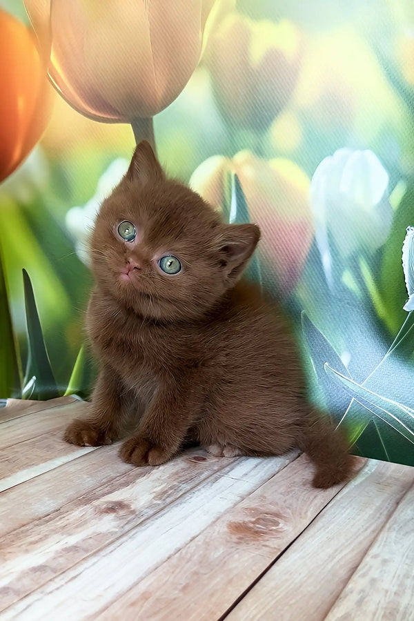 Pufic | british shorthair kitten