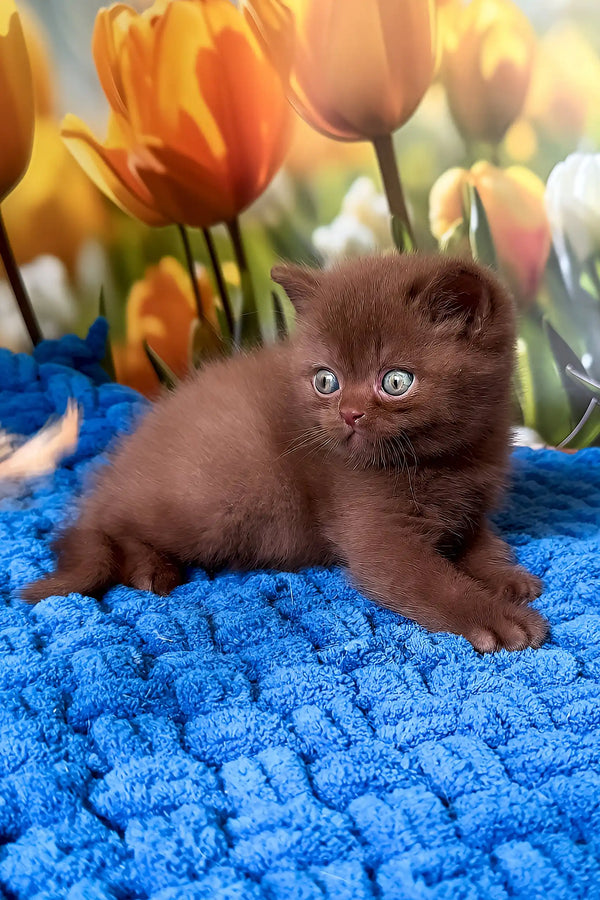 Pufic | british shorthair kitten