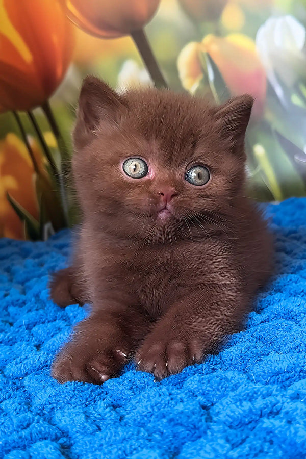 Pufic | british shorthair kitten