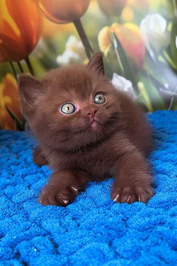 Pufic | british shorthair kitten