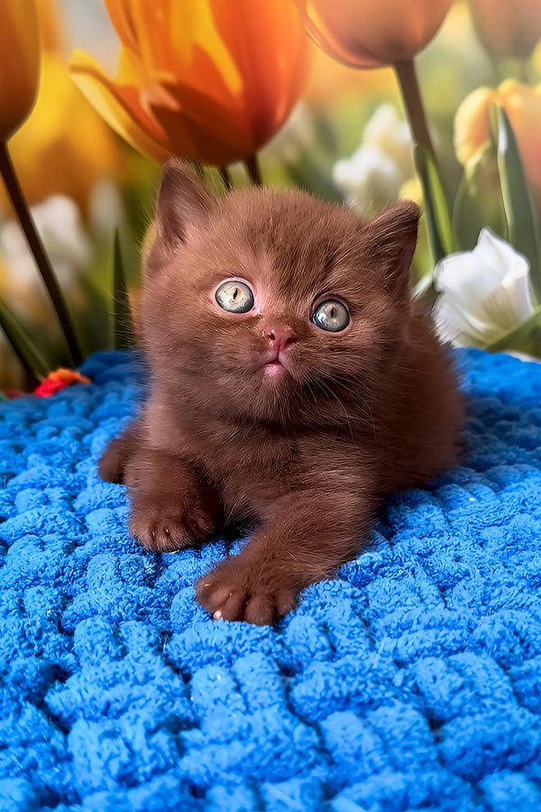 Pufic | british shorthair kitten