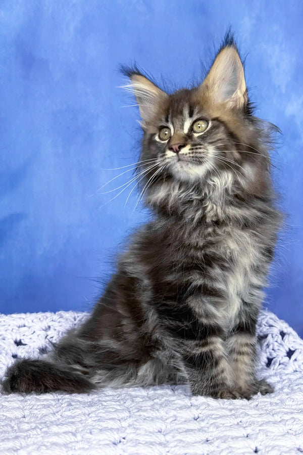 Puma | maine coon kitten