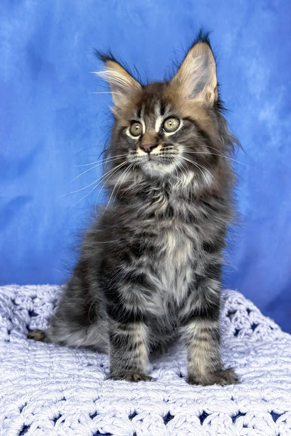 Puma | maine coon kitten