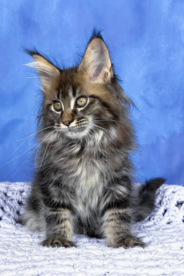 Puma | maine coon kitten