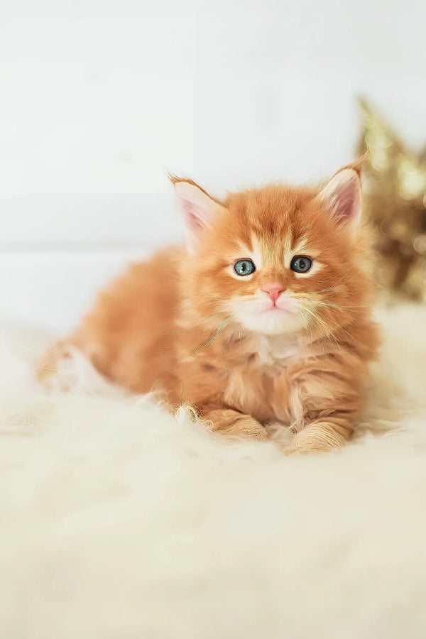 Pumba | maine coon kitten