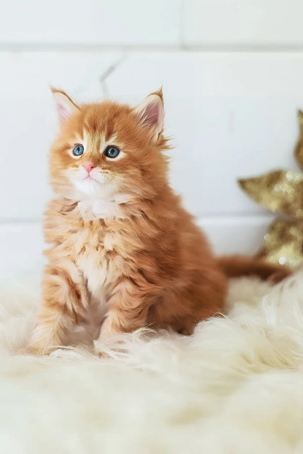 Pumba | maine coon kitten