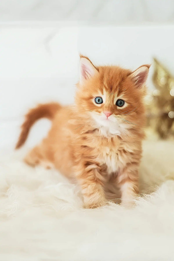 Pumba | maine coon kitten