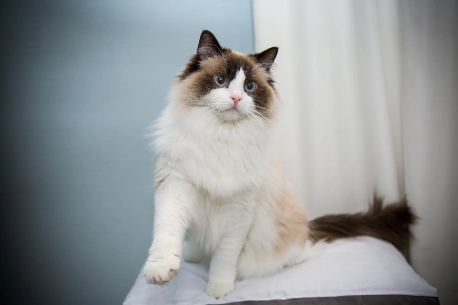 ragdoll health issues