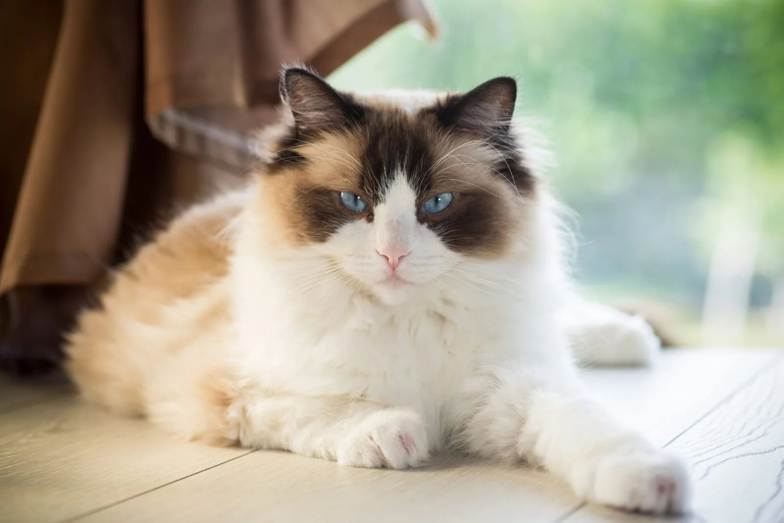 ragdoll indoor cat​