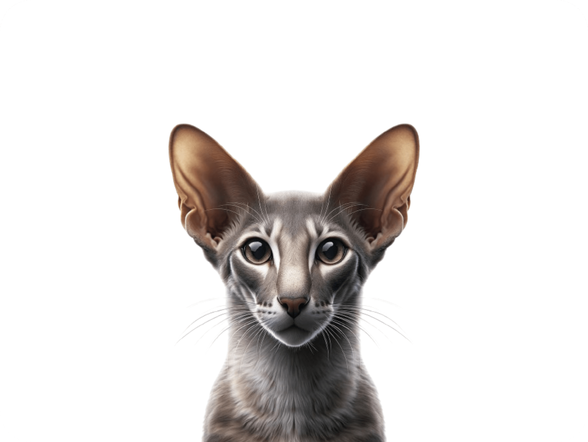 Pure Breeding Adopt, Breed, and Care for Purebred Cats - Complete Guide – Purebred ...
