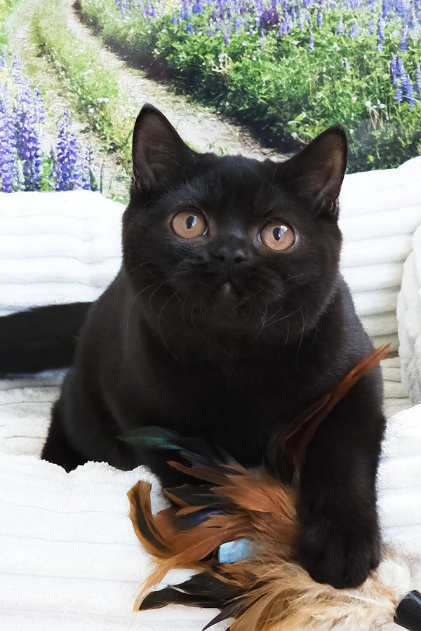 Pushkin | british shorthair kitten