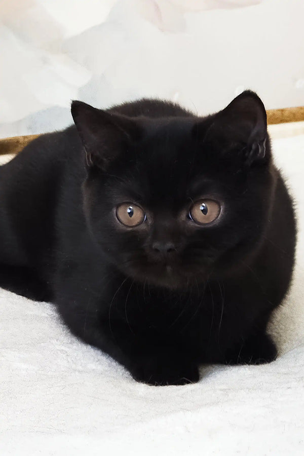 Pushkin | british shorthair kitten