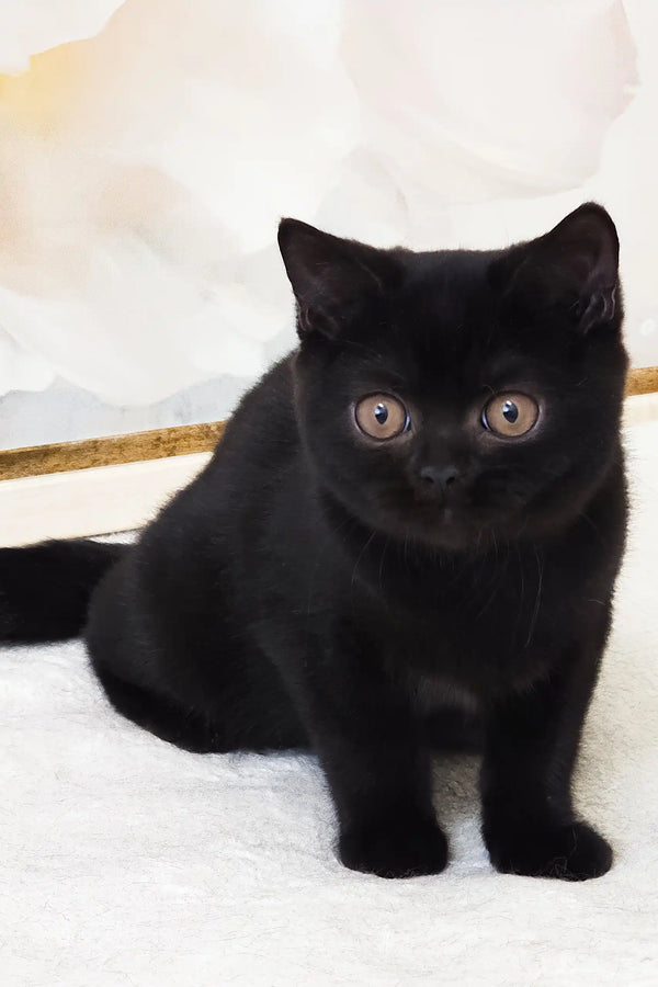 Pushkin | british shorthair kitten