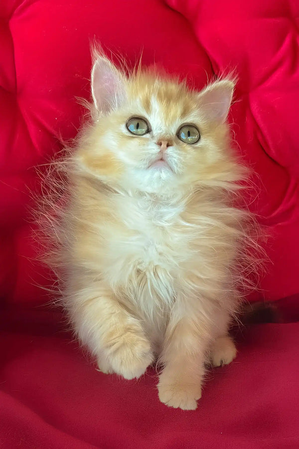 Pusi | british longhair kitten
