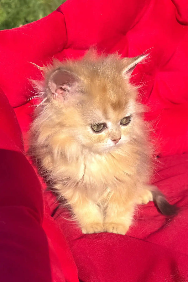 Pusi | british longhair kitten