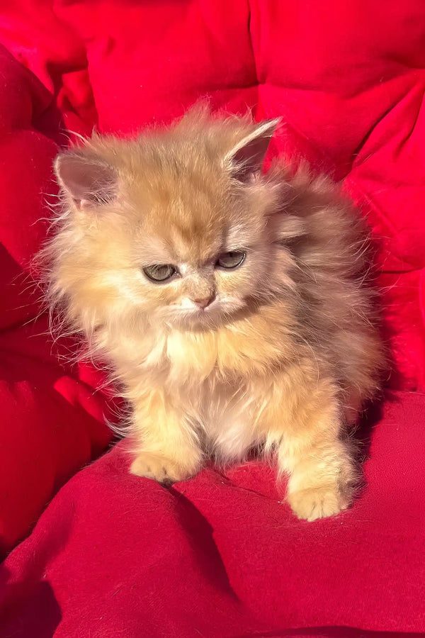 Pusi | british longhair kitten