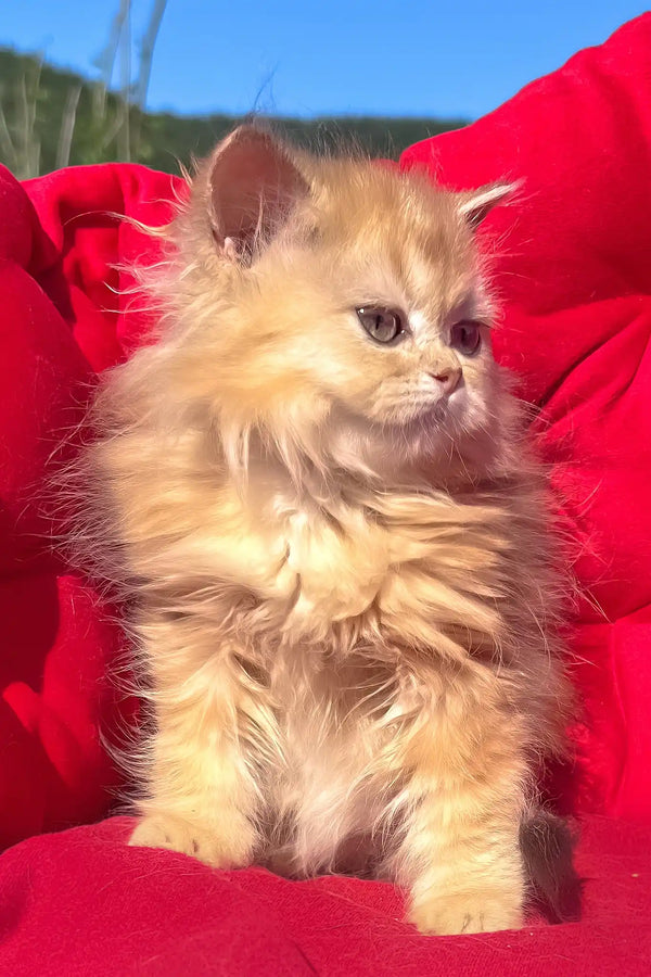 Pusi | british longhair kitten