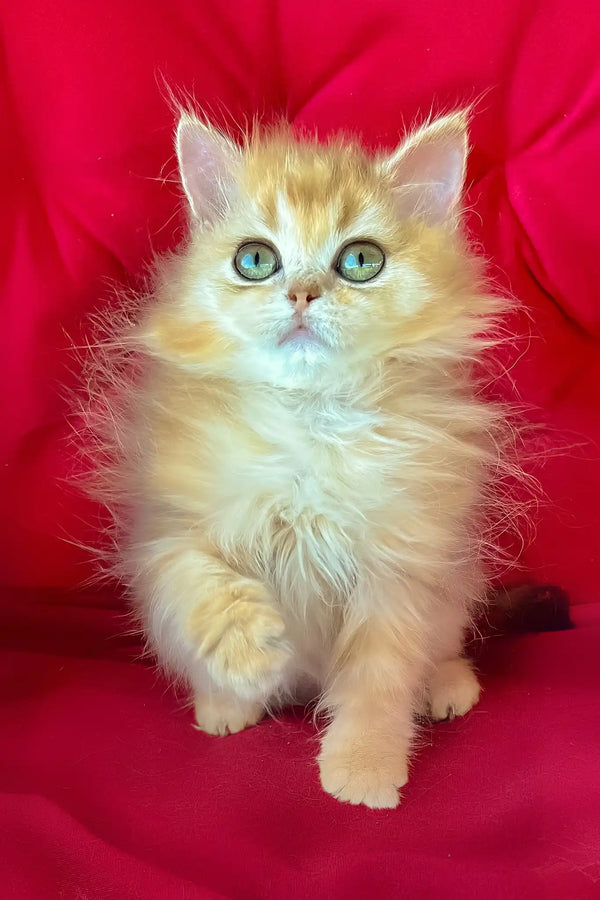 Pusi | british longhair kitten