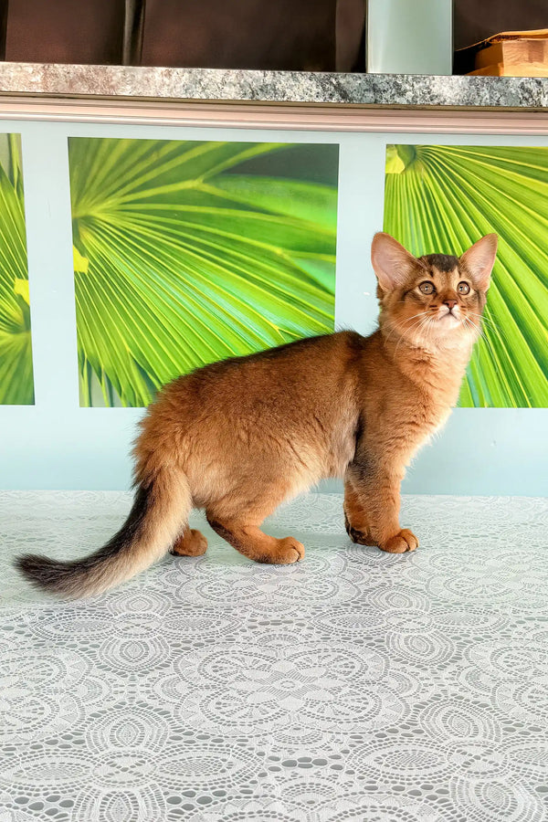 Ruddy Somali cat from Qana, the adorable Somali kitten collection