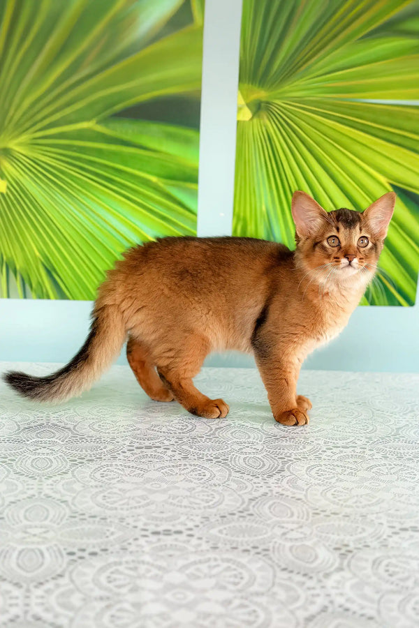 Cute Ruddy Somali cat in the Qana Somali Kitten product display
