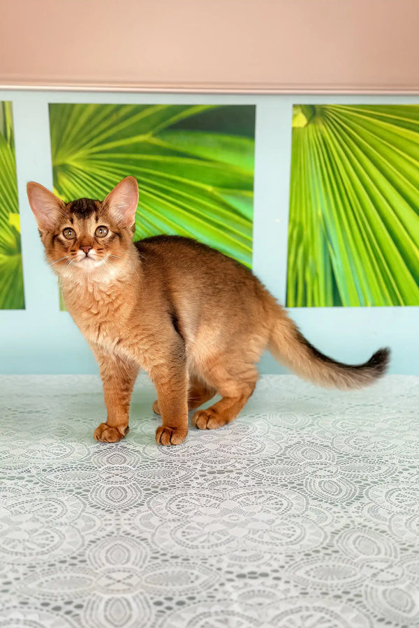 Ruddy Somali cat from the Qana Somali Kitten collection, showcasing playful charm