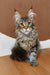 Adorable Maine Coon kitten with tabby markings and cute ear tufts for Qay