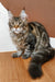 Maine Coon kitten Qay with tabby markings and a fluffy coat looking adorable