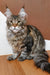 Majestic Maine Coon kitten Qay with striped fur and cute ear tufts