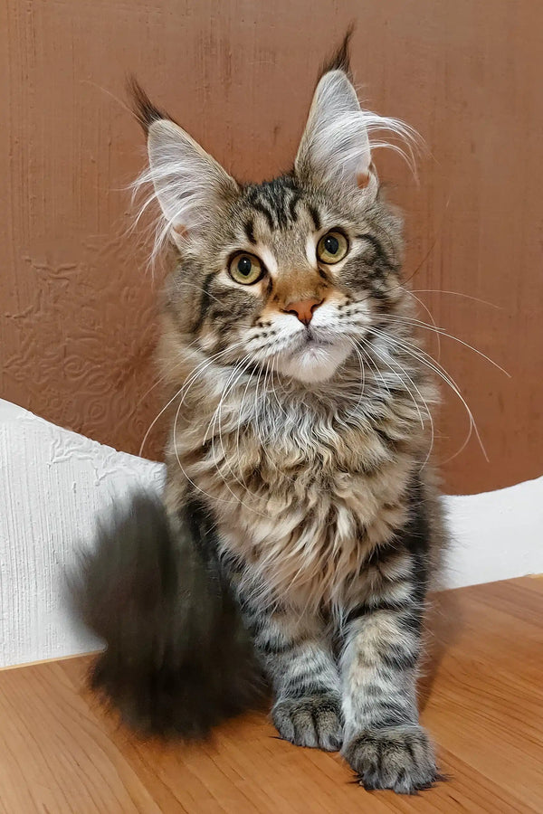 Majestic Maine Coon kitten with tabby markings and cute ear tufts for Qay product